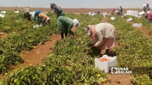 عمال يجنون محصول البندورة في بلدة المزيريب في ريف درعا الغربي - 31 أيار 2025 (عنب بلدي/ محجوب الحشيش)
