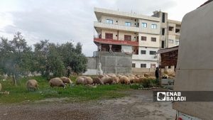 قطيع أغنام يرعى في أرض زراعية بحي المروج بمدينة بانياس - 24 كانون الثاني 2026 (عنب بلدي)
