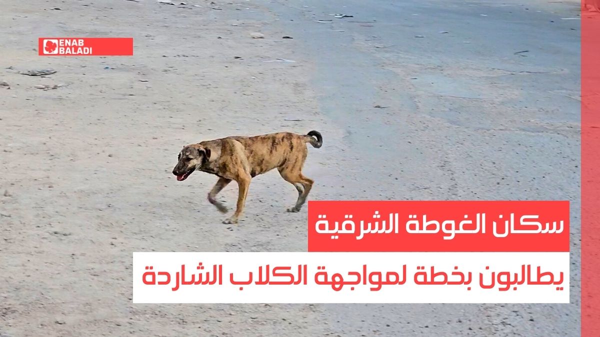 ريف دمشق.. سكان الغوطة الشرقية يطالبون بخطة لمواجهة الكلاب الشاردة