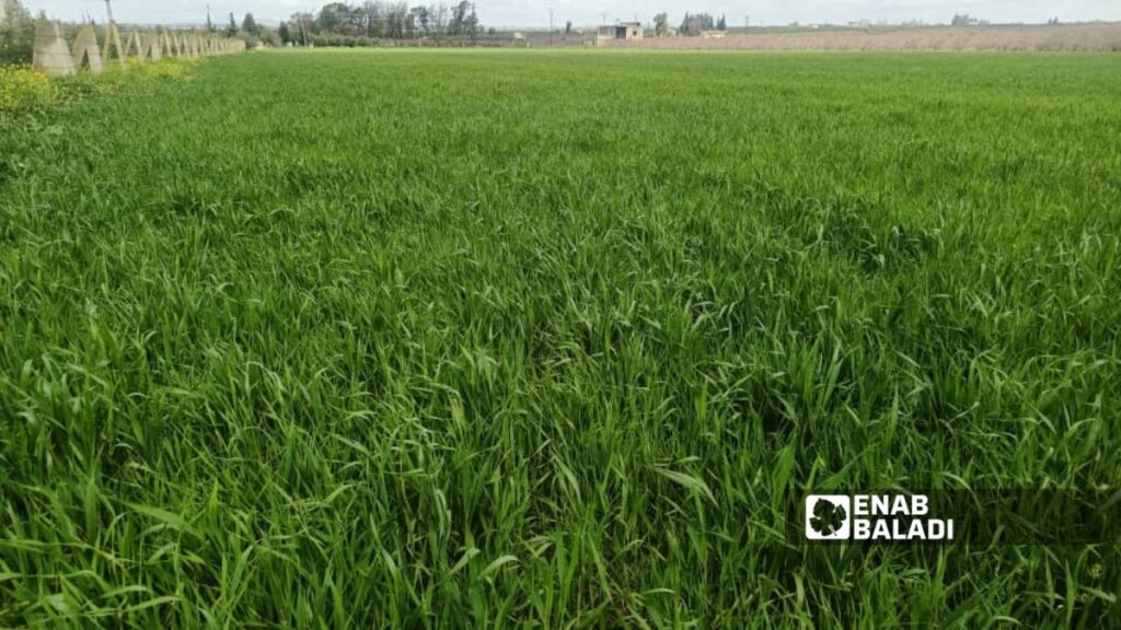 محصول القمح في قرية العجمي في ريف درعا الغربي - 22 آذار 2026 (عنب بلدي/ محجوب الحشيش)