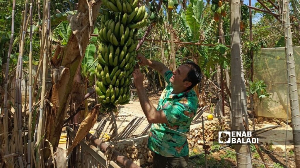 معاينة أشجار الموز وثمارها قبيل القطاف في المغارة الاستوائية بالقرب من البلاطة الغربية بريف طرطوس - 15 أيلول 2025 (عنب بلدي)