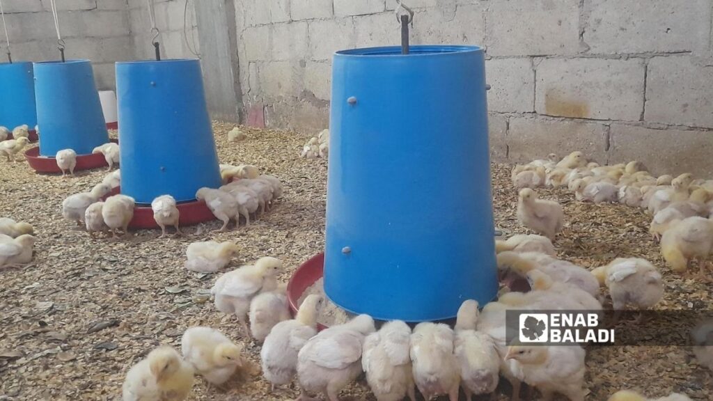 أدى ارتفاع تكاليف الأعلاف وحوامل الطاقة إلى توقف عمل كثير من المداجن في سوريا - 12 آذار 2026 (عنب بلدي)