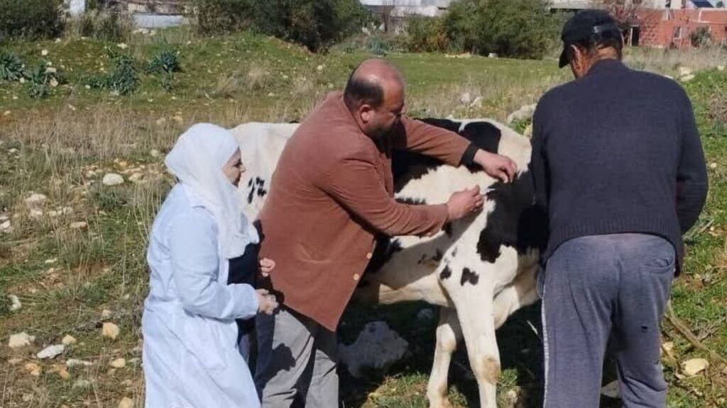 حملة لتحصين الأبقار ضد مرض التهاب الجلد الكتيل في كافة مناطق محافظة طرطوس - 4 شباط 2026 (مديرية زراعة طرطوس/فيسبوك)