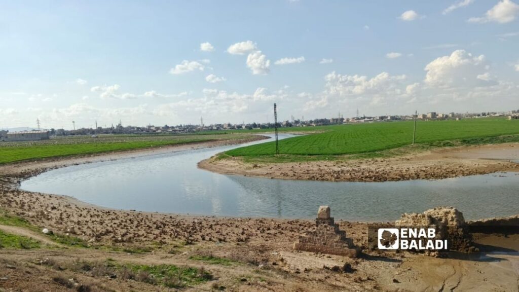 الأعشاب البرية في محيط نهر الخابور والحقول قرب مدينة الحسكة – 5 آذار 2026 (عنب بلدي)