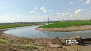 الأعشاب البرية في محيط نهر الخابور والحقول قرب مدينة الحسكة – 5 آذار 2026 (عنب بلدي)
