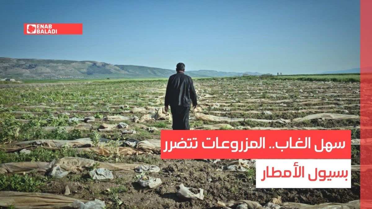 سهل الغاب.. المزروعات تتضرر بسيول الأمطار