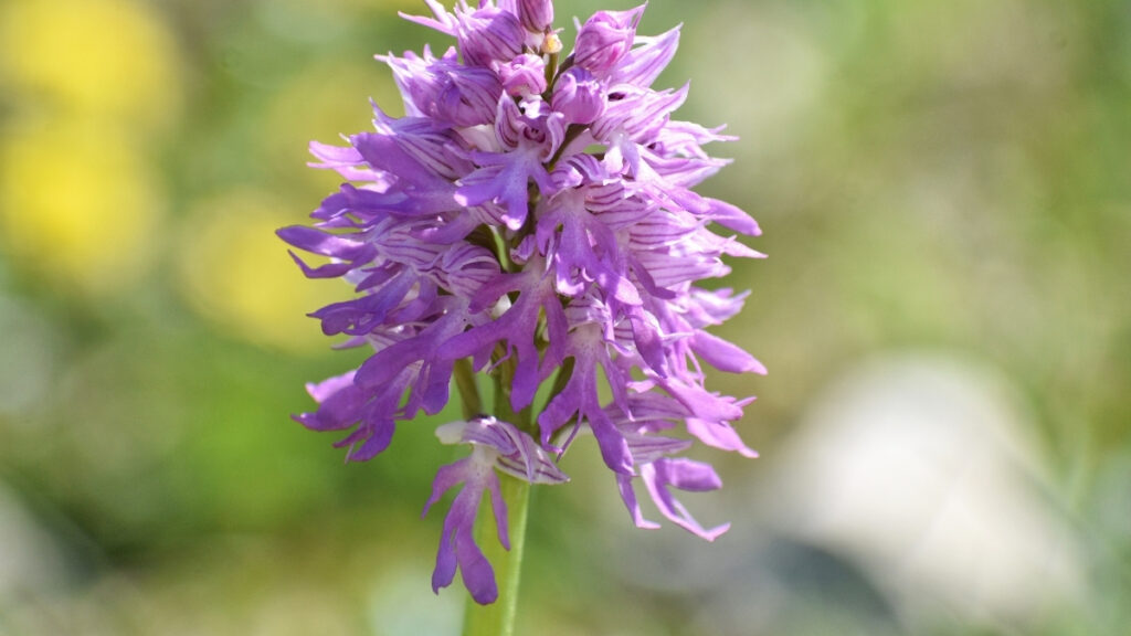 زهرة الأوركيد البري (Orchis italica) من قرى صافيتا بريف طرطوس والتي تعد أكثر الأنواع تعرّضًا لخطر الانقراض - 17 آذار 2026 (الناشط البيئي علي قاسم علي)