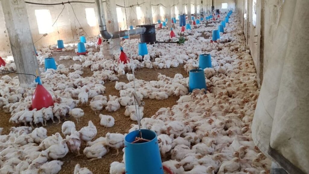 مدجنة في قرية الدكيلة بريف حماة الشرقي - 22 نيسان 2026 (عنب بلدي/عدي الحاج حسين)