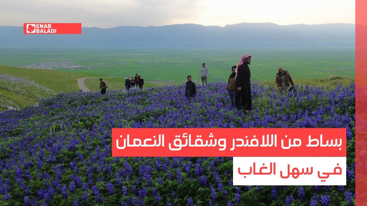 بساط من اللافندر وشقائق النعمان في سهل الغاب