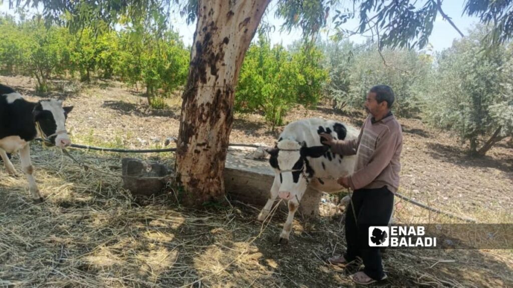 مربٍّ يرعى أبقاره في قرية العجمي في ريف درعا الغربي - 22 أيار 2026 (عنب بلدي/ محجوب الحشيش)