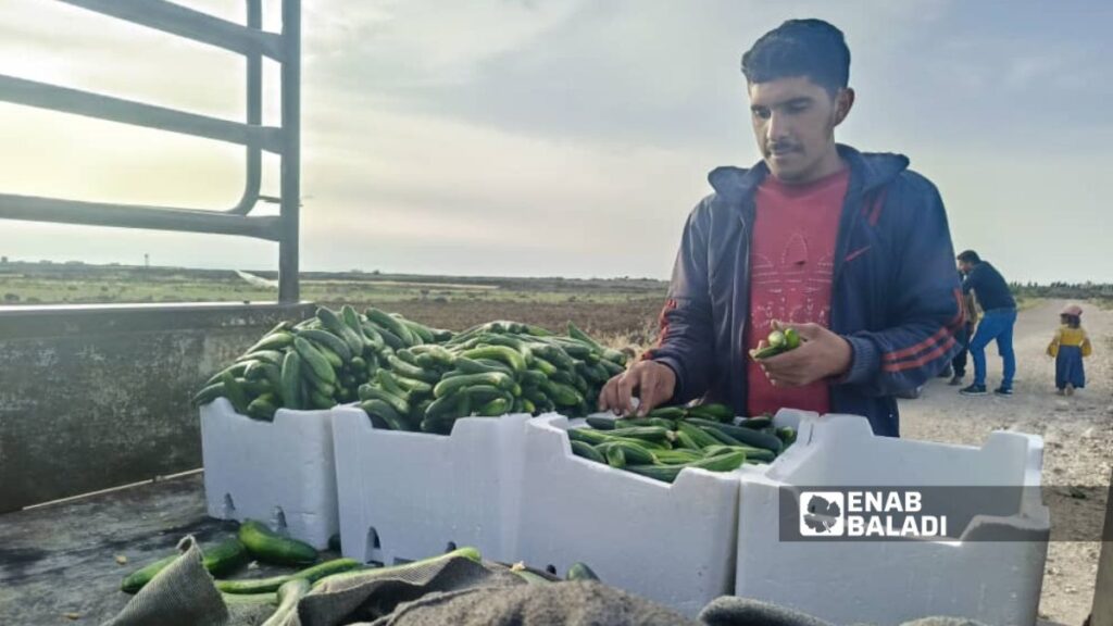 عامل يوضب انتاج الخيار في منطقة حوض اليرموك بريف درعا - 16 أيار 2025 (عنب بلدي/ محجوب الحشيش)