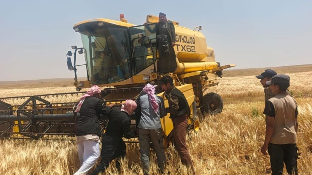 مزارع يحصد موسمه الزراعي بقرية أبو حكفة في ريف حماة الشرقي ناحية عقيربات - 17 أيار 2026 (عنب بلدي \ عدي الحاج حسين)