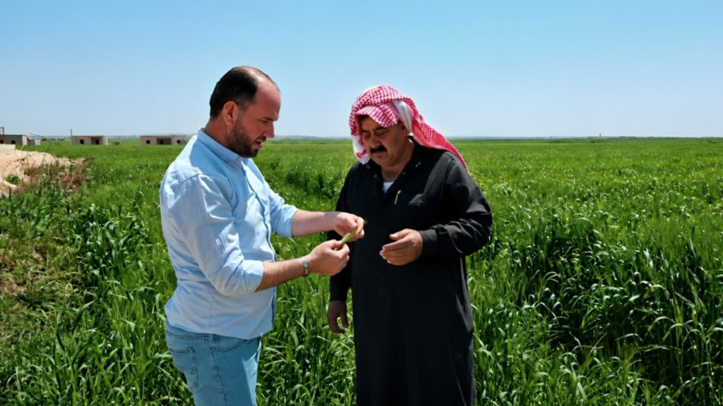رئيس دائرة جبل سمعان عبد الرزاق الطالب ومزارع في حقل للقمح بمنطقة جبل سمعان بحلب - 28 نيسان 2026 (مديرية الزراعة بحلب)