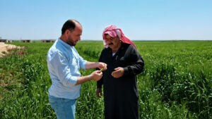 رئيس دائرة جبل سمعان عبد الرزاق الطالب ومزارع في حقل للقمح بمنطقة جبل سمعان بحلب - 28 نيسان 2026 (مديرية الزراعة بحلب)
