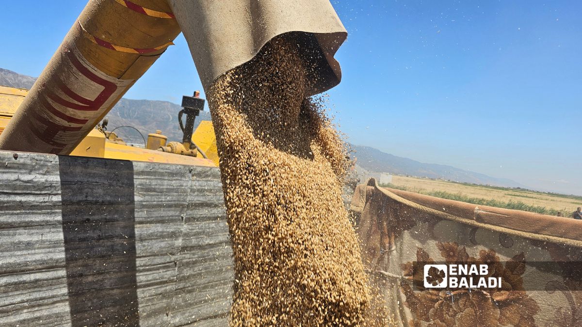 موسم القمح في سهل الغاب بريف حماة يواجه تحديات مرتبطة بالإنتاج والحصاد والتسويق - 20 حزيران 2026 (عنب بلدي/ إياد عبد الجواد)
