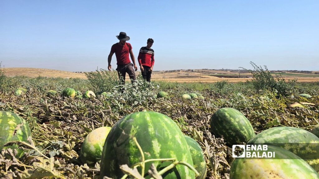 محصول البطيخ المحلي "الجبس" في نهاية مرحلة القطاف بريف حماة الشمالي - 15 تموز 2026 (عنب بلدي/ إياد عبد الجواد)