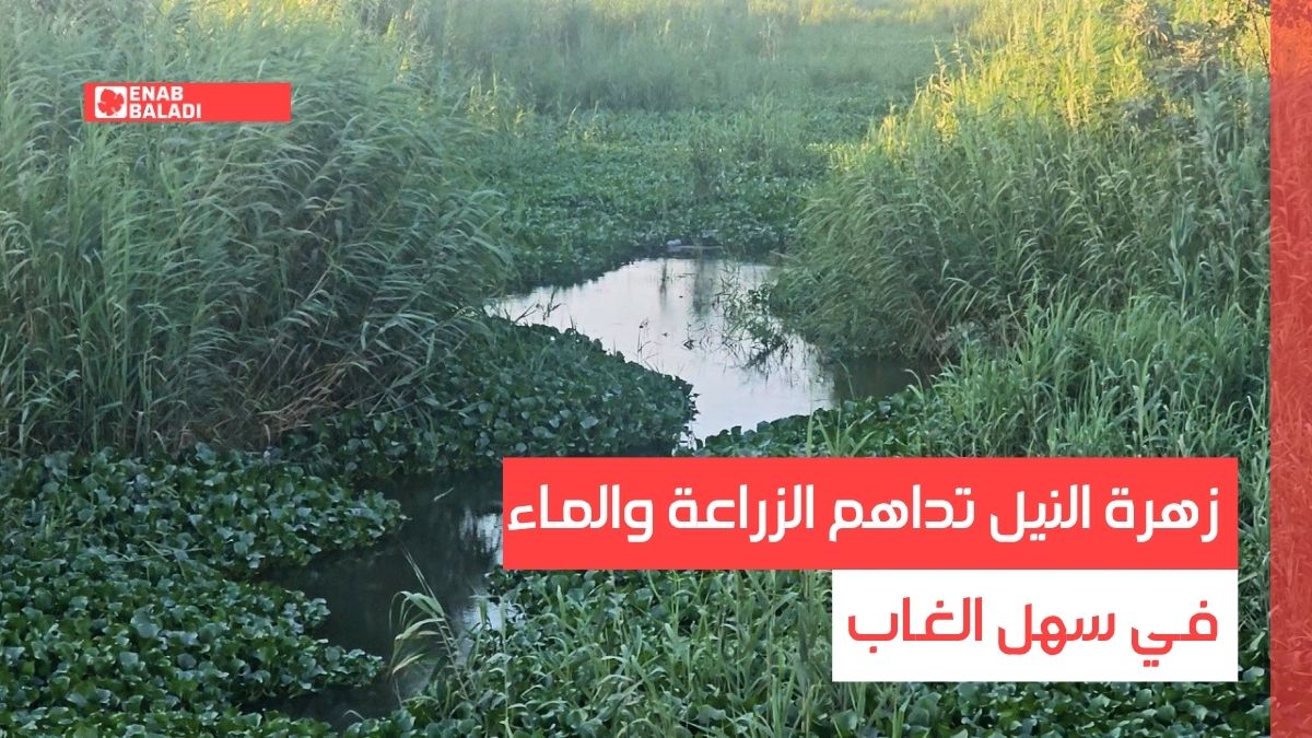 شو مشكلتك.. زهرة النيل تداهم الزراعة والماء في سهل الغاب