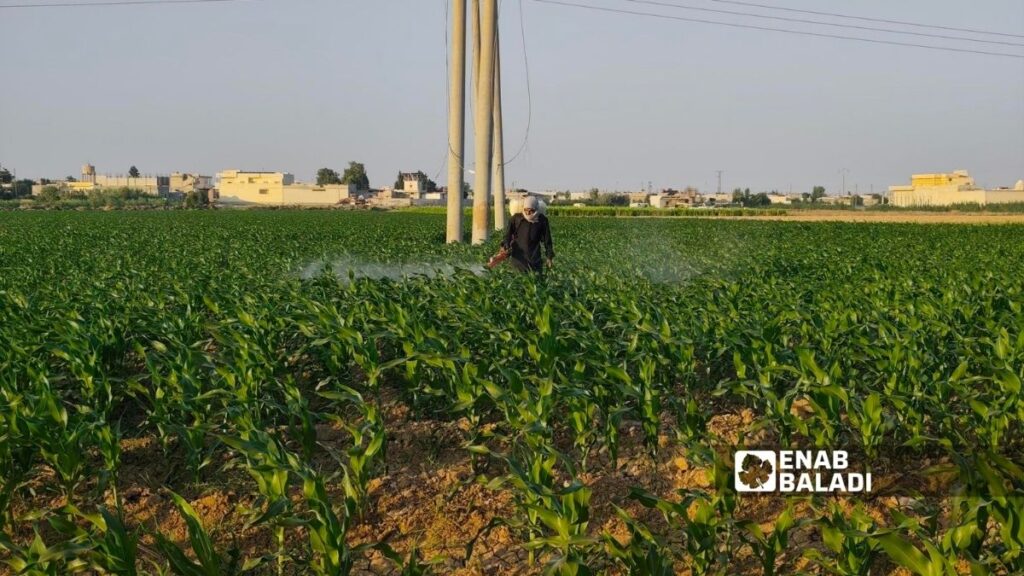 مزارع يرش المبيدات في أرض مزروعة بالذرة الصفراء في ريف محافظة الرقة الشرقي - 21 تموز 2026 (عنب بلدي/ أحمد الحمدي)
