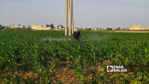 مزارع يرش المبيدات في أرض مزروعة بالذرة الصفراء في ريف محافظة الرقة الشرقي -  21 تموز 2026 (عنب بلدي/ أحمد الحمدي)