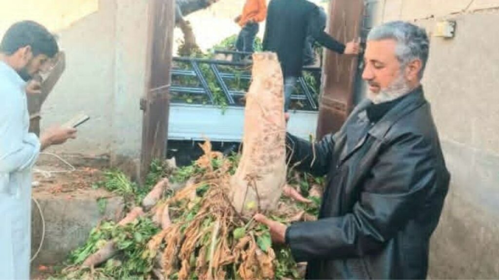 مزارع ينقل موسمه من الشمندر العلفي في ريف الرقة - 1حزيران 2026 ( المزارع خلف العبدالله)