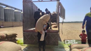 عمال يفرغون حمولة قمح في صوامع بمحافظة الرقة - 11حزيران 2026 (عنب بلدي/ أحمد الحمدي)
