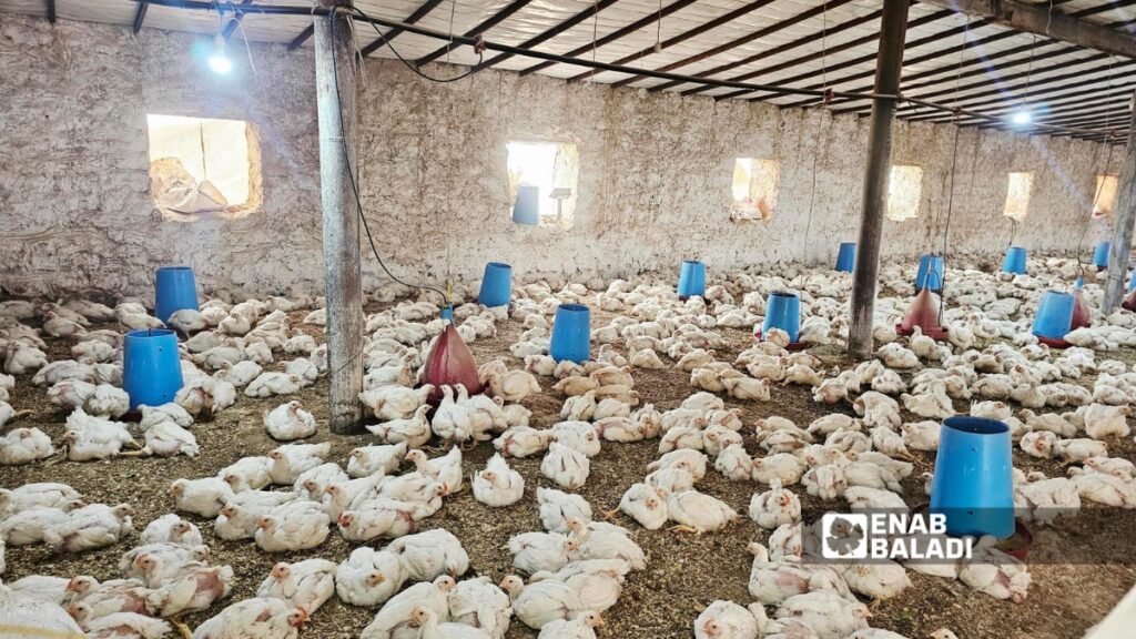 مدجنة في قرية رويشد بريف دير الزور - 29 آذار 2026 (عنب بلدي)