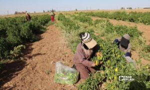 عاملات يقطفن الخضراوات في أرض زراعية جنوب مدينة عامودا في الحسكة - 21 تموز 2026 (عنب بلدي)
