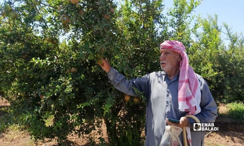 مزارع في درعا يتفقد محصول الرمان الذي تعرض سابقًا لموجة برد - 25 آب 2026 (عنب بلدي/ محجوب الحشيش)