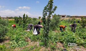 عمال مياومة في حقول منطقة عين النورية بمحافظة القنيطرة - 25 تموز 2026 (عنب بلدي)
