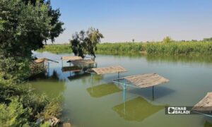 غمر المنشآت السياحية في محافظة دير الزور بسبب ارتفاع منسوب مياه نهر الفرات - 27 أيلول 2026 (عنب بلدي/جاسم العبد الله)
