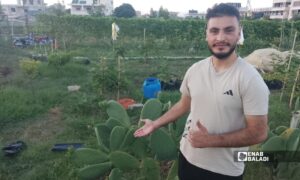 بدء موسم الإثمار الشتوي للصبار الهجين في إحدى مزارع التين الملكي بقرية بستان الباشا التابعة لريف جبلة - 17 أيلول 2026 (عنب بلدي/شعبان شاميه)

