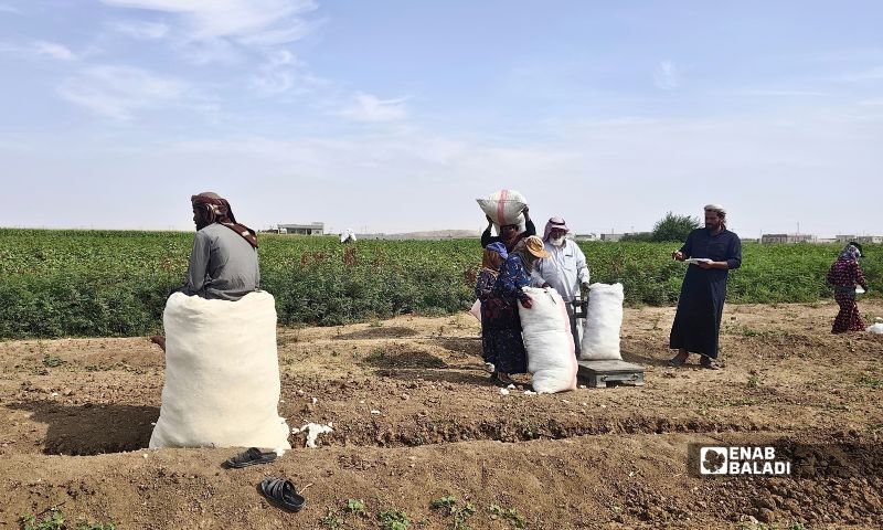 أجور النقل والعمالة تضيف نفقات جديدة على مزارعي القطن - 26 من أيلول 2026 (عنب بلدي/ أحمد الحمدي)
