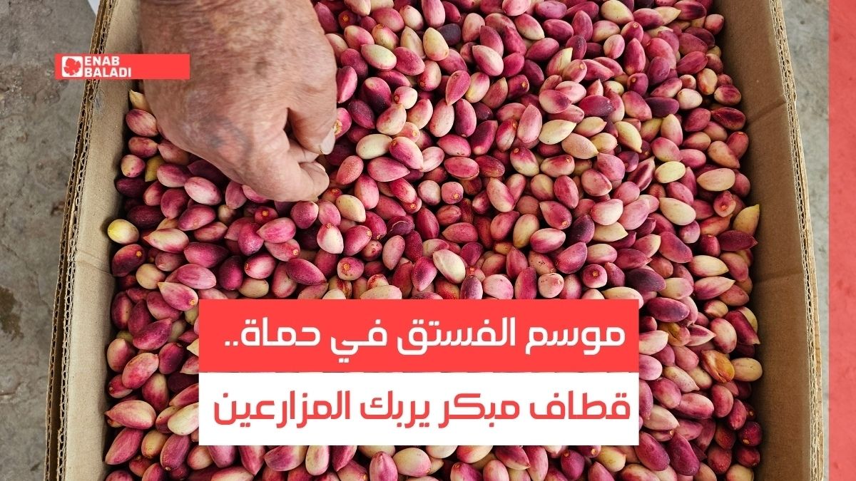 موسم الفستق في حماة.. قطاف مبكر يربك المزارعين