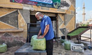 مركز لشراء الزيتون في بلدة المزيريب بريف درعا الغربي - 28 أيلول 2026 (عنب بلدي/ محجوب الحشيش)