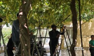 عمال يقطفون العنب بأرض في بلدة الكسرات بريف الرقة الجنوبي - 6 أب 2026 (عنب بلدي/ أحمد الحمدي)
