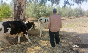 مزارع يرعى أبقاره في قرية العجمي بريف درعا الغربي - 22 أيار 2026 (عنب بلدي/ محجوب الحشيش)
