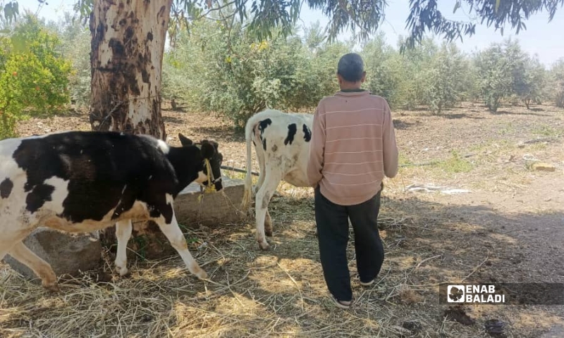 مزارع يرعى أبقاره في قرية العجمي بريف درعا الغربي - 22 أيار 2026 (عنب بلدي/ محجوب الحشيش)