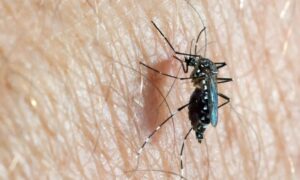 البعوضة المصرية (Aedes aegypti)، في سياق شكاوى الأهالي من انتشار البعوض في اللاذقية (المركز الأوروبي للوقاية من الأمراض ومكافحتها)
