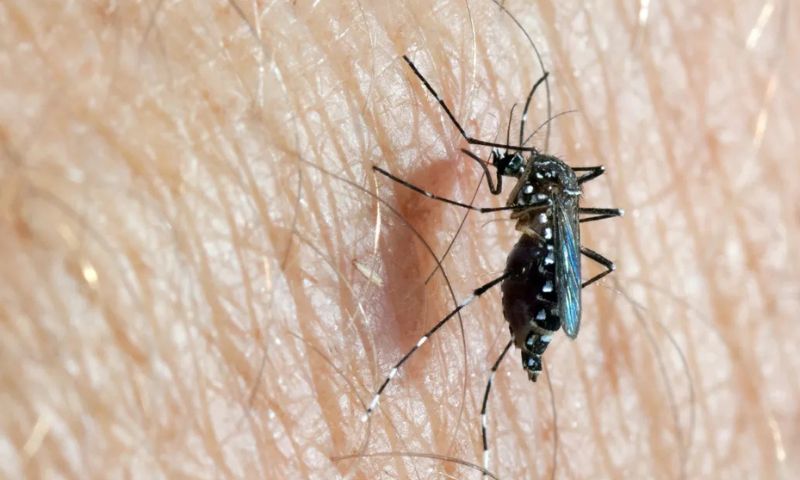 البعوضة المصرية (Aedes aegypti)، في سياق شكاوى الأهالي من انتشار البعوض في اللاذقية (المركز الأوروبي للوقاية من الأمراض ومكافحتها)