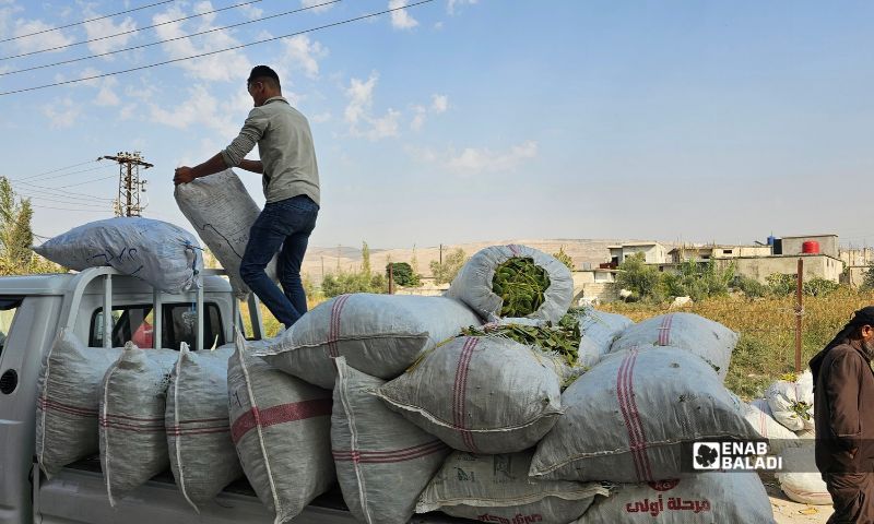 فلاحون يبيعون محصول فاصولياء الكلاوي في ريف محافظة حماة - 25 تشرين الأول 2026 (عنبب بلدي/ إياد عبد الجواد)
