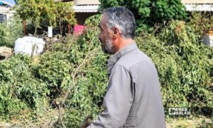 المزارع السوري محمد الشنور في حقله بعد قيام القوات الإسرائيلية بتجريف وقطع أشجار الزيتون منه في منطقة صيدا الحانوت بالقنيطرة - 25 تشرين الأول 2026 (عنب بلدي/عبد الله الوني)