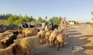قطيع من الأغنام و الأبقار في قرية العجمي في ريف درعا الغربي - 10 أيلول 2026 (عنب بلدي/ محجوب الحشيش)