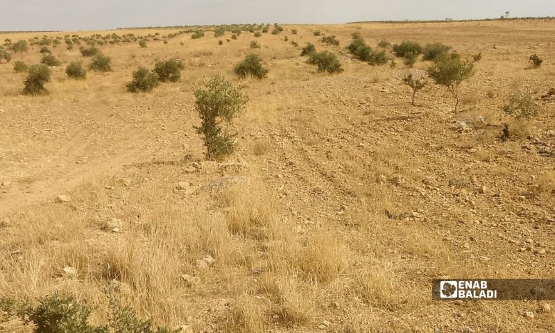 أحد بساتين الزيتون بريف حماة الشرقي و آثار اقتلاع الأشجار في قرية رسم الضبع - 22 تشرين الاأول 2026 (عنب بلدي/عدي الحاج حسين)
