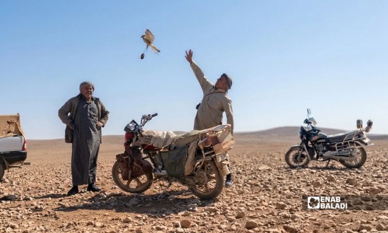 صياد (قانوص) يطلق طيرًا صغيرًا كطعم لأحد الطيور الجارحة في الجزيرة السورية – 14 تشرين الأول 2026 (عنب بلدي)
