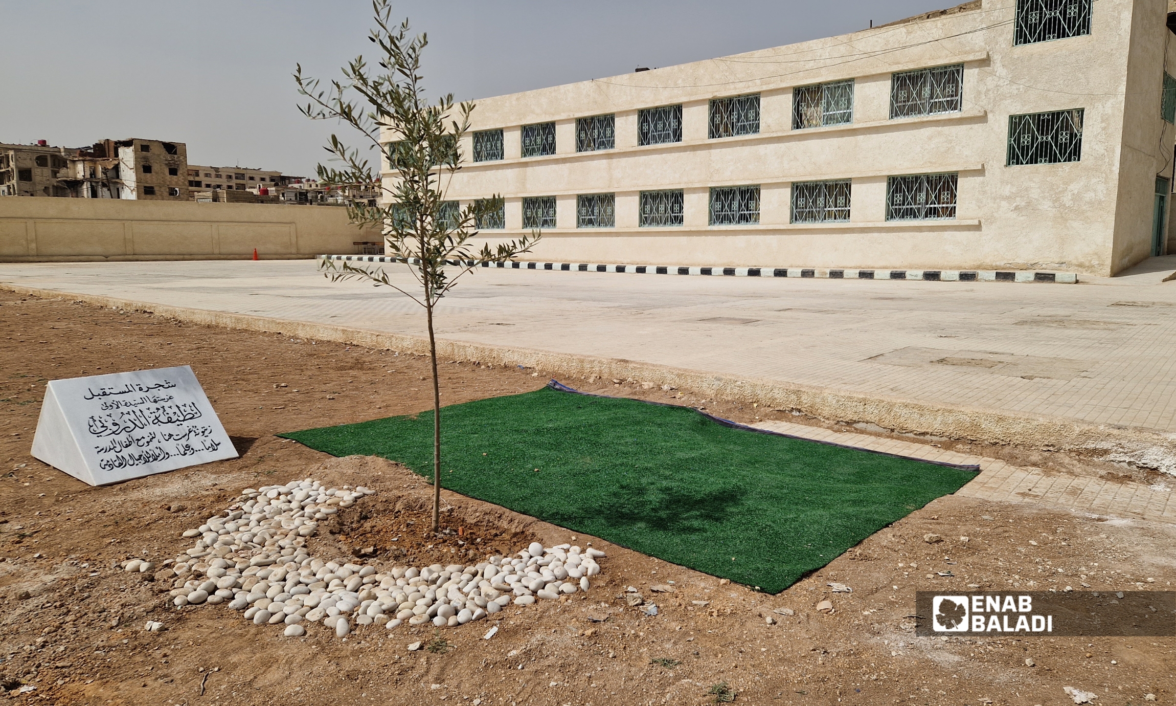 لطيفة الدروبي تزرع شجرة زيتون في باحة مدرسة “الإبداع للبنات” في داريا خلال زيارتها - 12 آذار 2026 (عنب بلدي - سعيد خشفة)
