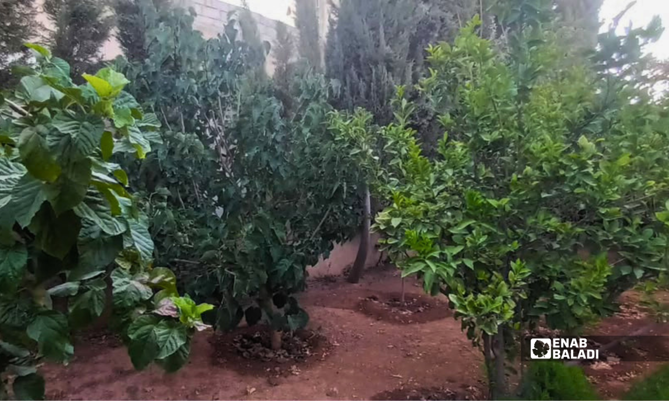 أشجار مثمرة ونباتات في حديقة منزل بمدينة داريا