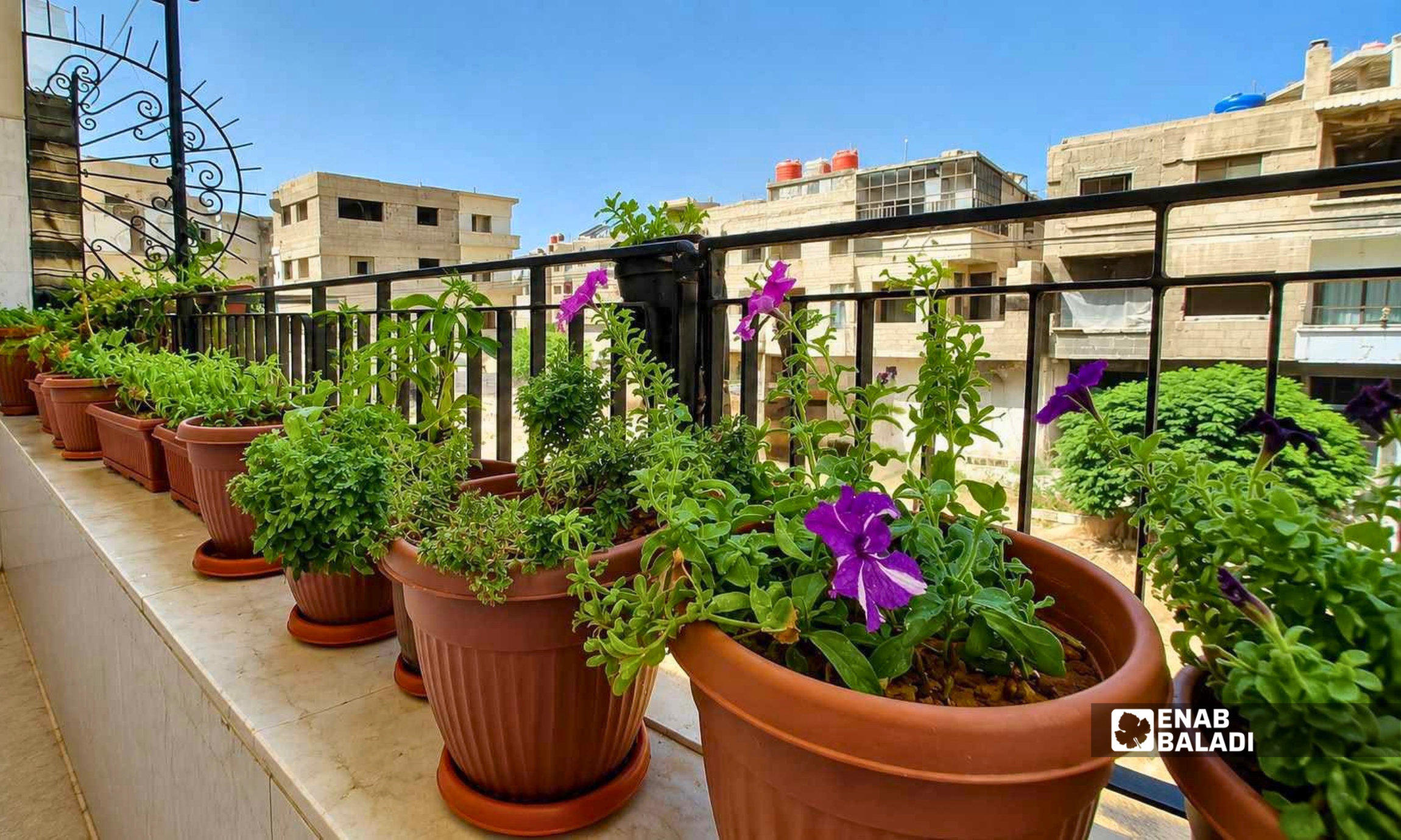 أصص ونباتات زينة على شرفة منزل في مدينة داريا