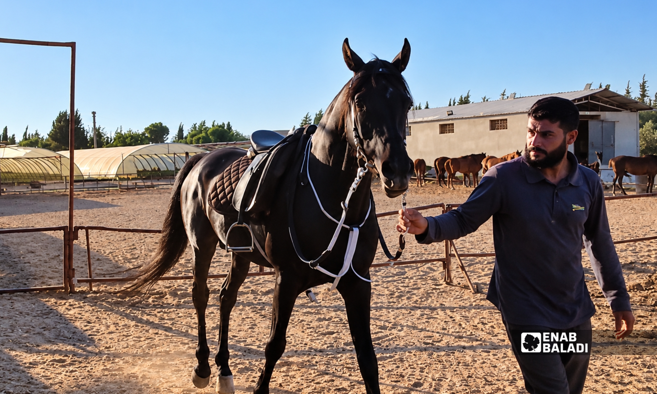 خيل في مزرعة بمدينة داريا - 21 آب 2026 (عنب بلدي - سعيد خشفة)