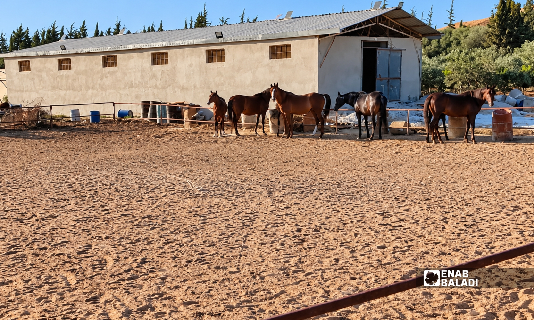 خيل في مزرعة بمدينة داريا - 21 آب 2026 (عنب بلدي - سعيد خشفة)