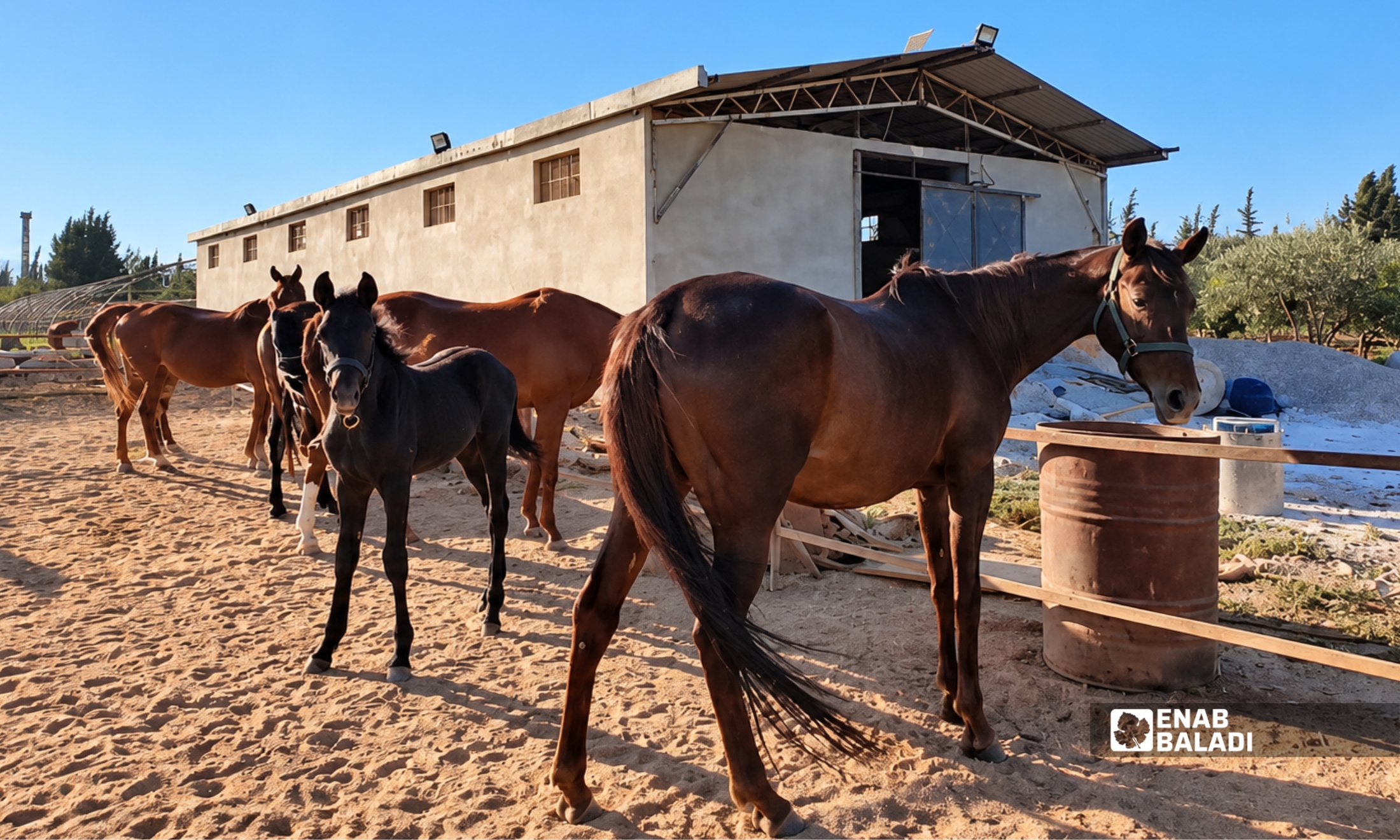 خيل في مزرعة بمدينة داريا - 21 آب 2026 (عنب بلدي - سعيد خشفة)
